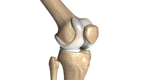 huesos de la rodilla